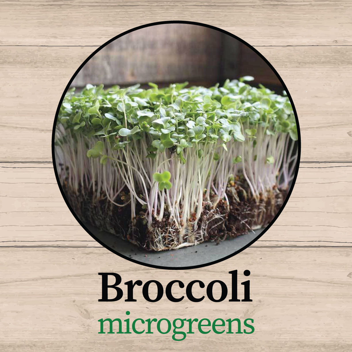 Broccoli Microgreens