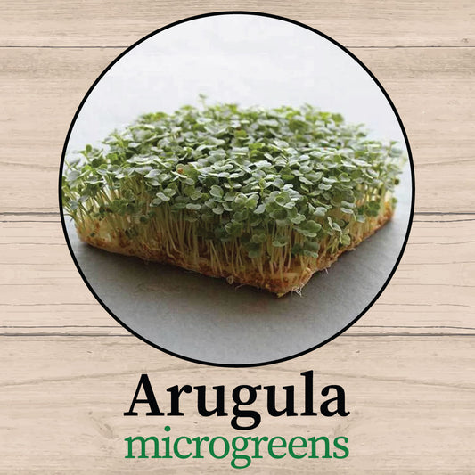 Arugula Microgreens - Fresh, Organic & Nutrient-Dense