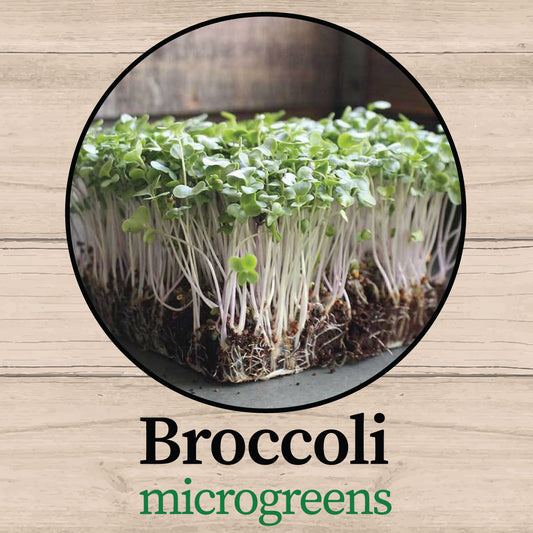 Broccoli Microgreens - Fresh, Organic & Nutrient-Dense