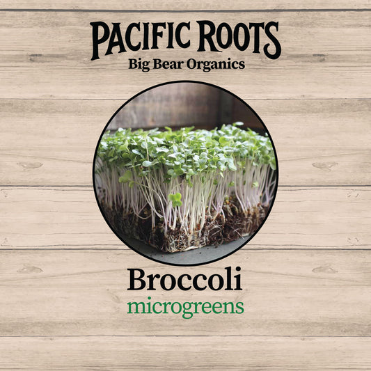 Fresh Organic Broccoli Microgreens - Pacific Roots Farm