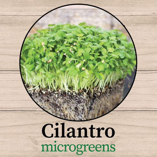 Cilantro Microgreens - Fresh, Organic & Nutrient-Dense