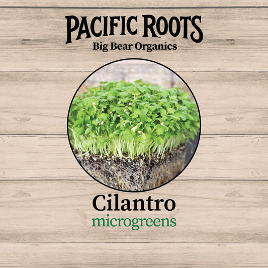 Fresh Organic Cilantro Microgreens - Pacific Roots Farm