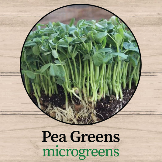 Pea Greens Microgreens - Fresh, Organic & Nutrient-Dense