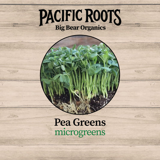 Fresh Organic Pea Greens Microgreens - Pacific Roots Farm