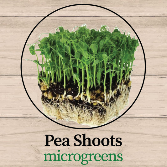 Pea Shoots Microgreens - Fresh, Organic & Nutrient-Dense