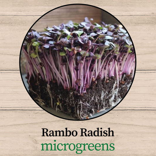 Rambo Radish Microgreens - Fresh, Organic & Nutrient-Dense