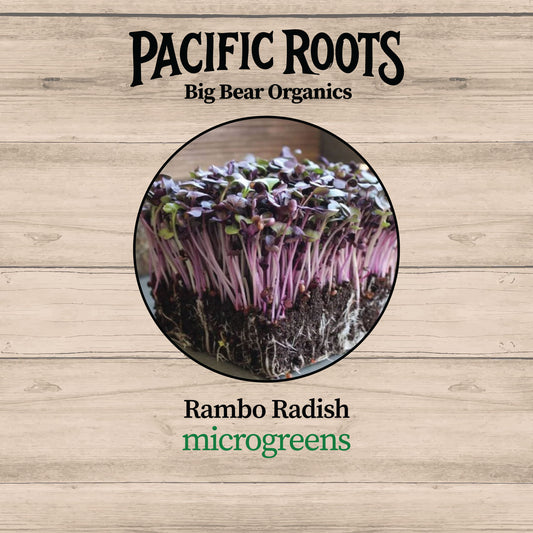 Fresh Organic Rambo Radish Microgreens - Pacific Roots Farm